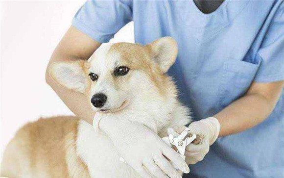 狗冠状病毒病临床症状
