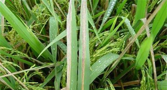 水稻白叶枯病的防治要点