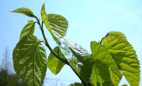 桑葚种植技术