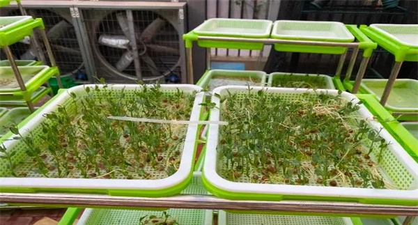 播种以及管理的具体流程