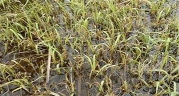 水稻烂秧的防治方法