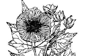 木芙蓉的功效与作用