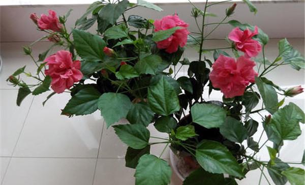 盆栽扶桑花怎样修剪