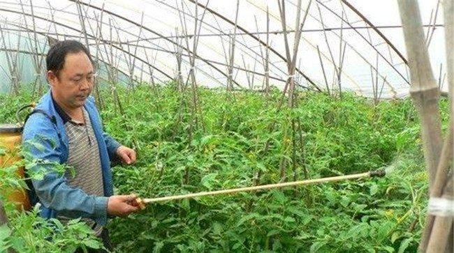 蔬菜如何喷施微肥
