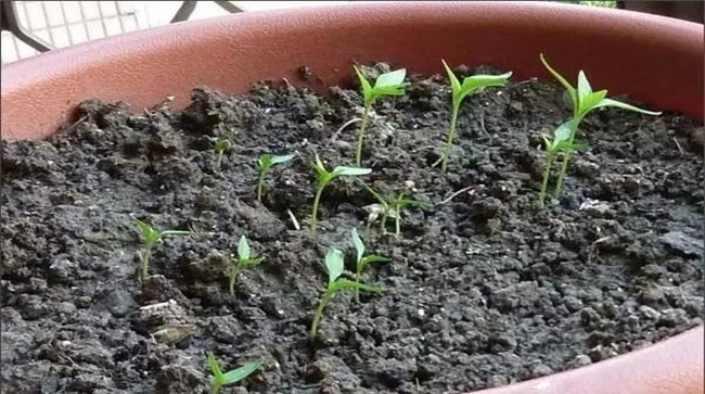 盆栽辣椒播种的方法