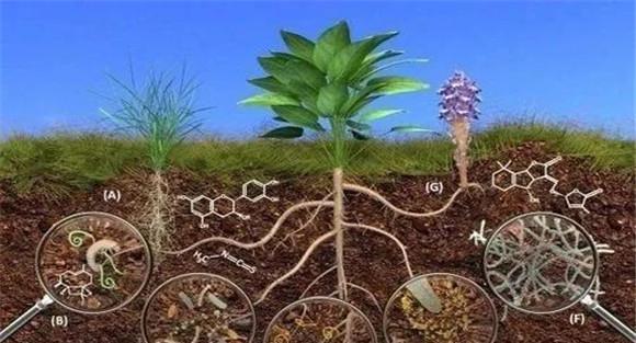 长效尿素的作用机理
