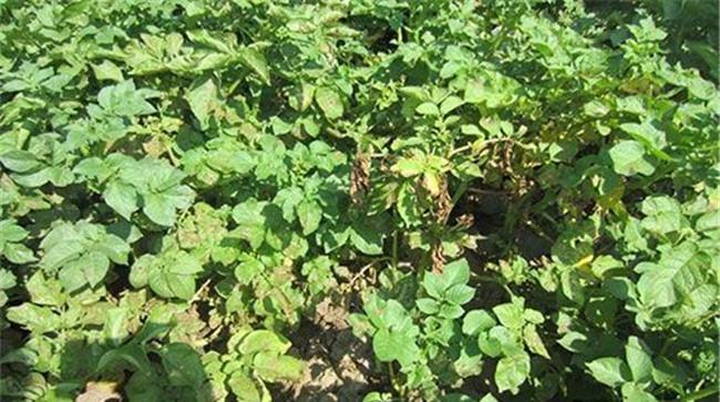 马铃薯黄萎病的症状特征、发病规律与防治方法