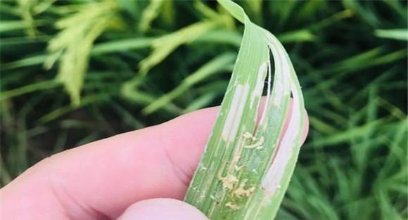 水稻稻飞虱的识别与防治