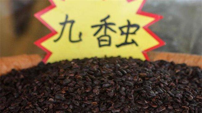 九香虫的养殖技术要点