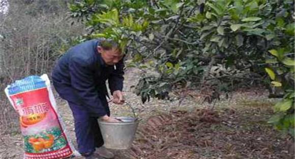 种植柑橘有哪些施肥方法？