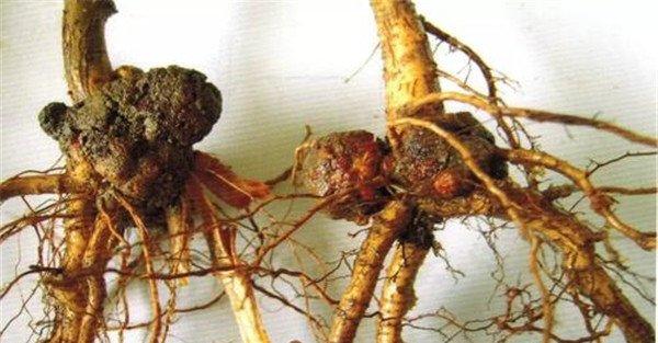 果树根癌病的症状