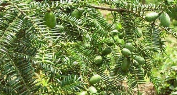 香榧种植管理技术