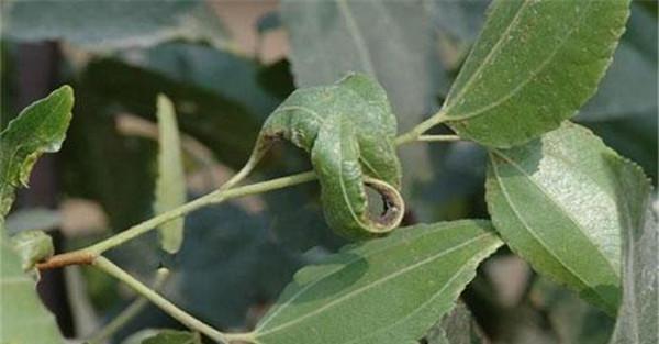 枣粘虫的危害症状
