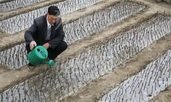 葡萄插条催根的方法有哪几种