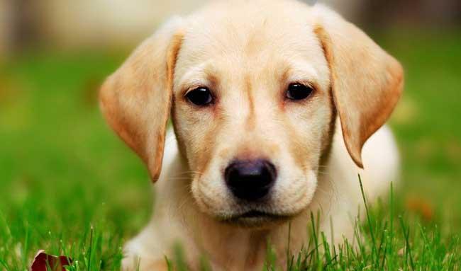 犬饲养方法