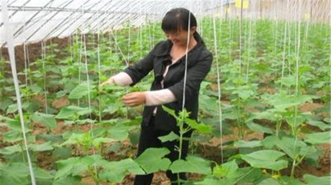 黄瓜怎么整枝打叉才能高产