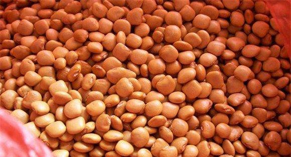 豆薯种子处理和播种方法