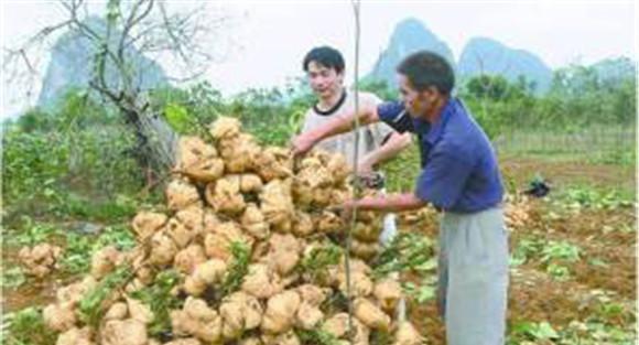 豆薯如何种植，豆薯种植与栽培技术