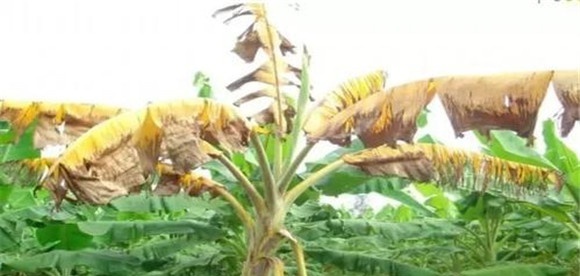 香蕉枯萎病的防治方法