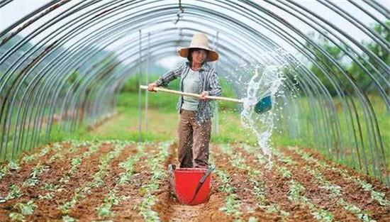 菜豆的栽培时间