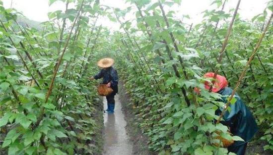 菜豆的田间管理