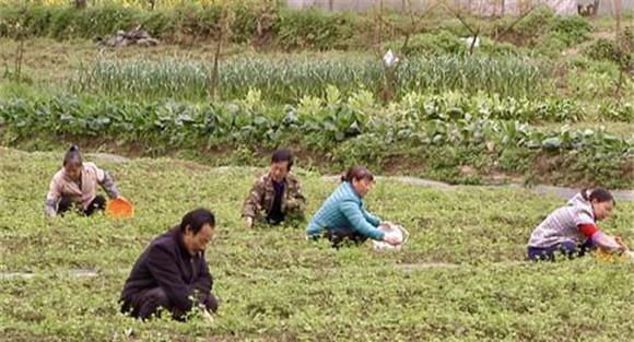绞股蓝田间管理方法