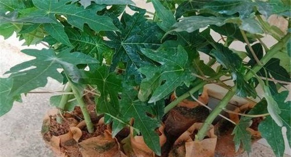 木瓜苗的繁殖方法