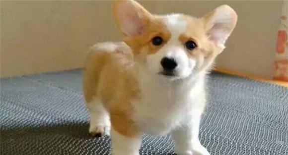 幼犬生长发育特点
