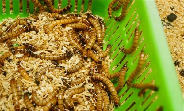 黄粉虫如何投喂饲料