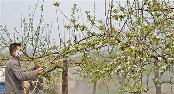 苹果树开花前打什么药
