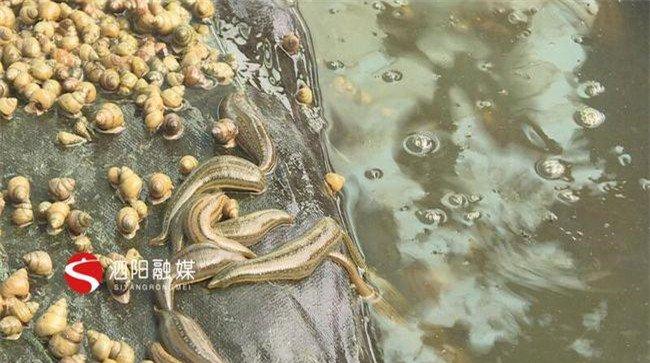 蚂蝗吃什么东西长得快