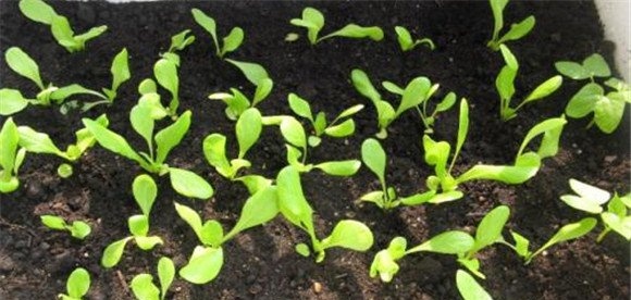 阳台种植生菜的方法介绍