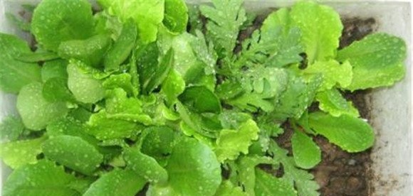 生菜的施肥要点