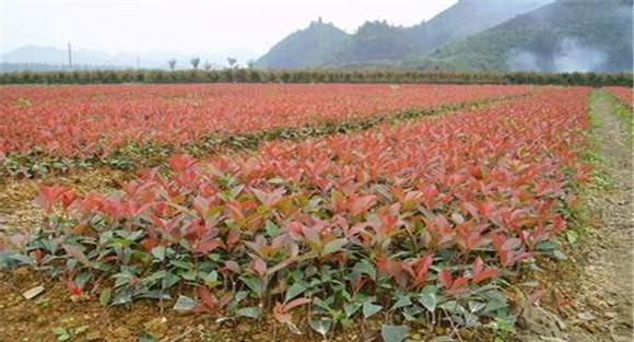 石楠种植季节是何时