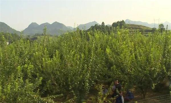 奈李种植技术与管理
