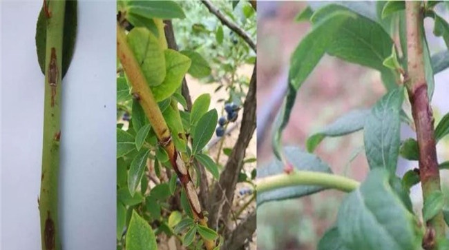 蓝莓枝枯病的症状与防治