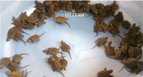 稚龟饲养方法