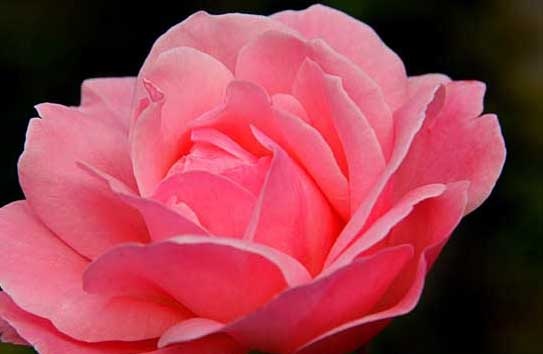 月季花养殖图片