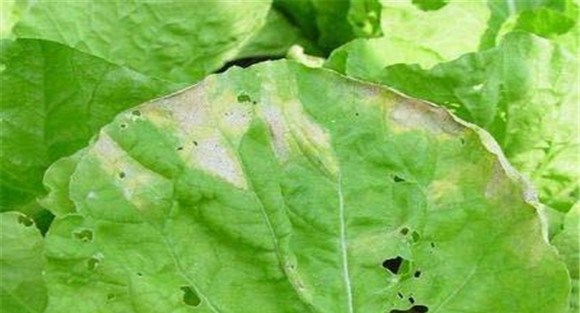 大白菜霜霉病防治