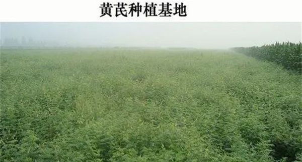 黄芪产地在哪里