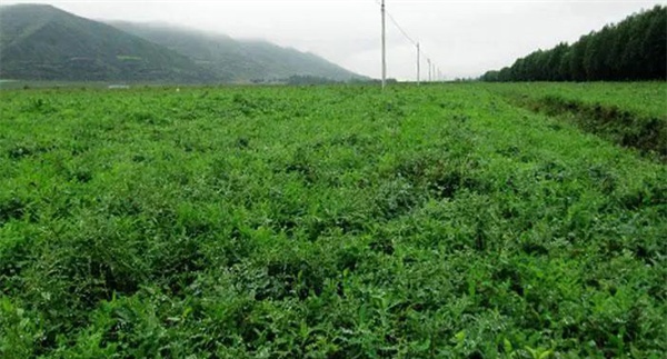 黄芪的生态习性