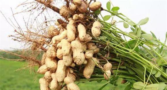 花生留种选用夏花生还是春花生