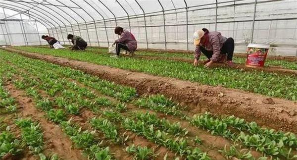 如何确定菠菜播种与栽培时间