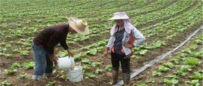 如何给白菜施肥