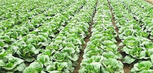 大白菜什么时候追肥好