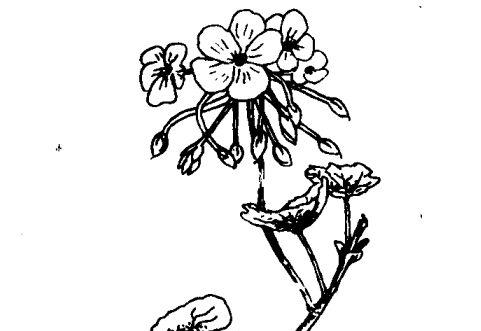 花卉怎么养