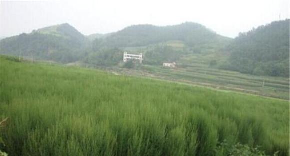 铁扫帚的田间管理