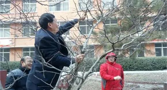 对山楂树进行修剪