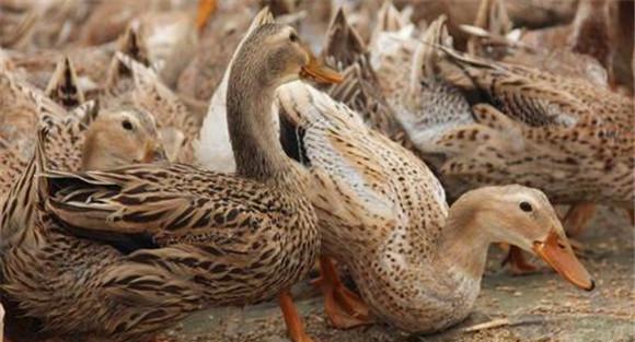 我国鸭的种类