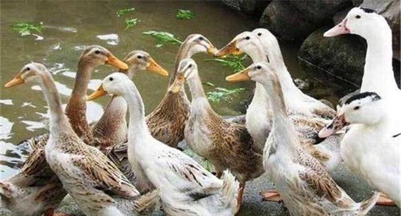 养鸭的注意事项
